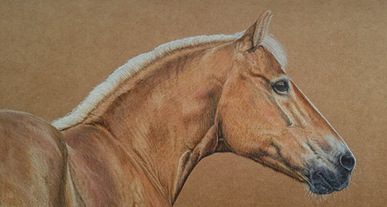 [INFO] Resultaat topic paarden tekenen #6