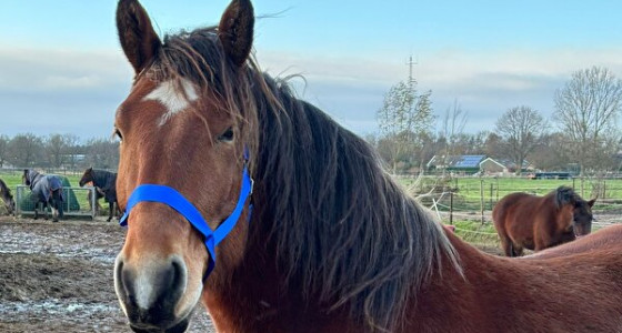 [ART]Welke bokkers actief op het (de?) naaimachine?