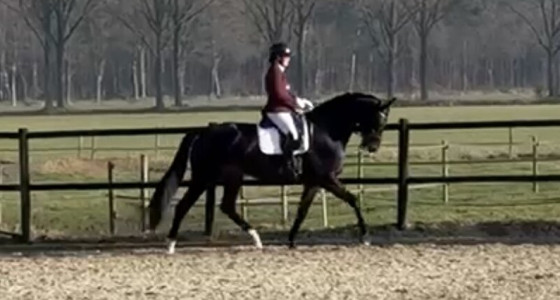 Daily Diamond nakomelingen