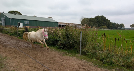 Van grote stad naar klein dorp, ons paleisje in de dop. Klushuis