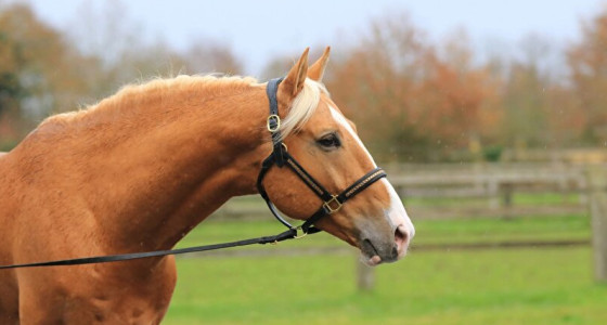 [VOLG] My Golden Horse - Karat-J