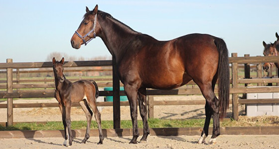 Kletstopic dressuurfokkerij II