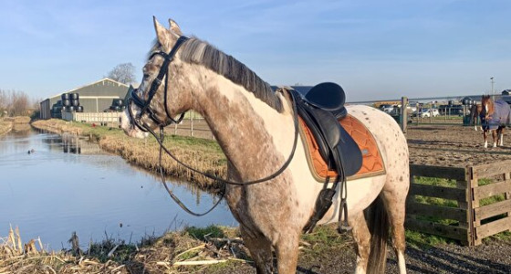 PS of Sweden & Equestrian Stockholm deel 4!!