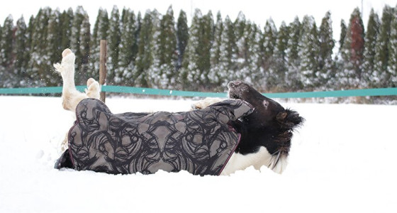 In 2024 een tweede kans op veulen geluk voor Poow