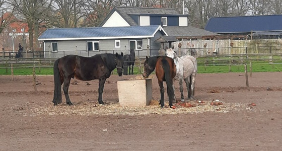 De avonturen van Sally en Lucy, de weg naar een beter leven