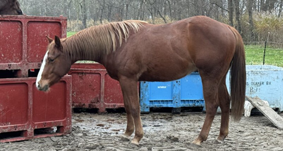 [WN][HK]Westernruiters nieuw en oudgediend, hebben een deel 3 verdiend