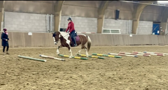 Het paarden aan huis topic deel 10