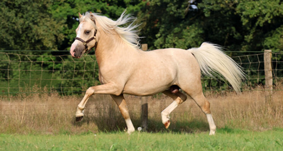 [HK] topic speciaal voor de welsh pony fokkers!! DEEL 3