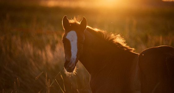 De knappe kinders tijdens de zonsopgang