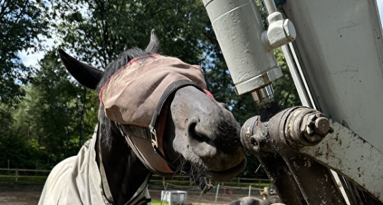 Zijn jullie paarden/pony’s ook zo nieuwsgierig?