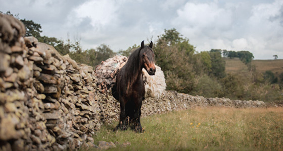 Semi-wilde Fell pony's vastleggen in England (Equine Legacy Project)