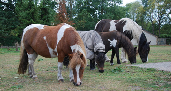Gewoon. Paarden.