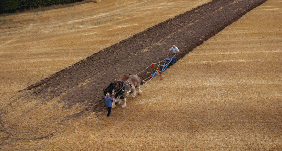 Reusachtige Clydesdale vastleggen in Scotland (Equine Legacy Project)