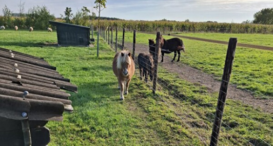 Veulen bij 3,5 jarige ruin