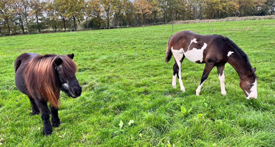 Spicy Dicey update: Dice maakt nieuwe vrienden