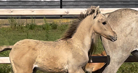 Wordt mijn jaarling schimmel