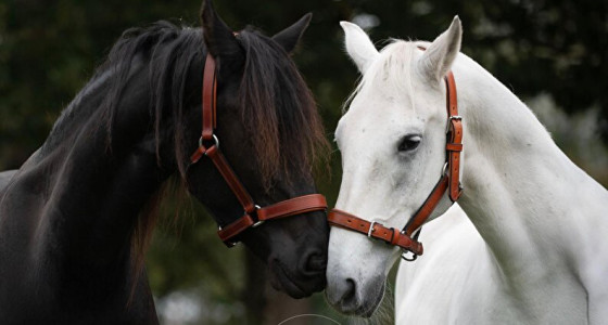 Prachtige afscheidsfoto’s van mijn witte koning