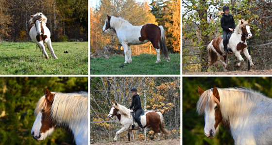 [VOLG] 5 wondertjes verwacht in 2026 - IJslanders, Quarter en champies