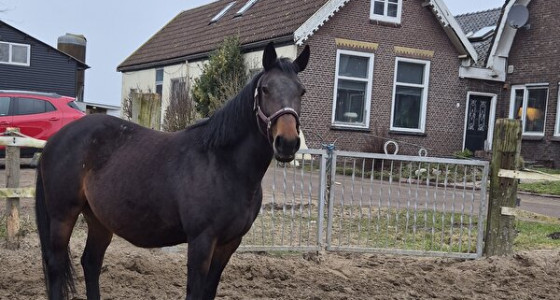 [KS-MK] 'Oma' wordt echt (en nep) oma in 03&04 '26