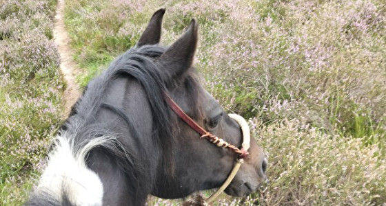 Kleurengenetica: waarom lijkt mijn (geteste) zwarte pony bruin?