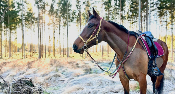 [EJL-ITP] 2025 met draver Clara in Zweden!