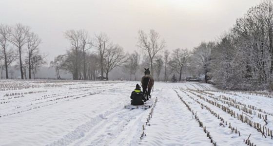 Lol met je knol in de sneeuw