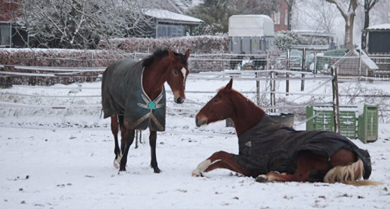 Muronia's meiden genieten van de sneeuw