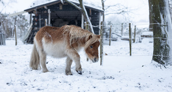 Sneeuwpret met Howard en Beer.