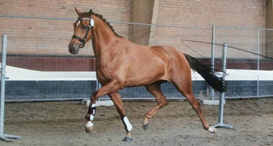 Hengst voor elite ibop sport prok merrie v Jazz