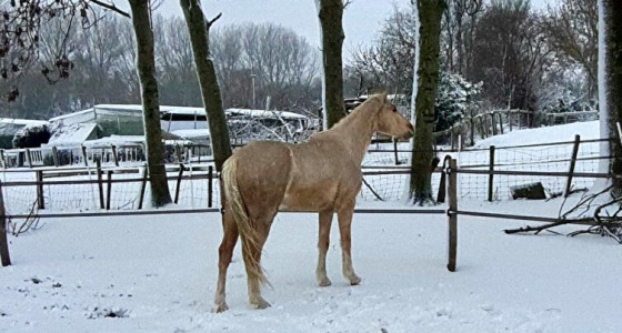 Giorno Della Mama in de sneeuw
