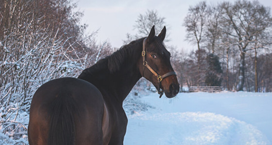 Drie Shoots, Vier Paarden, Eén Winter