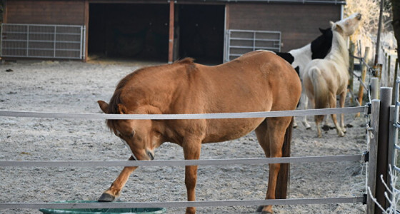 Schuilstal weer ombouwen naar boxen?