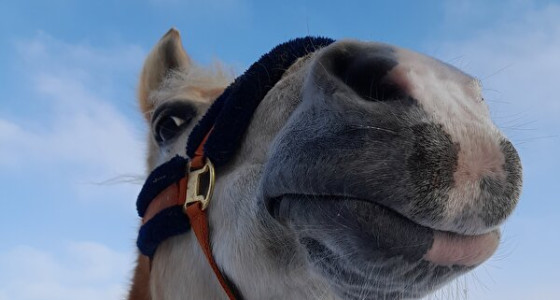 Kusje van deze lieve pony!