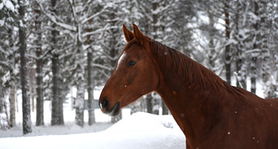 Elfina in winterwonderland