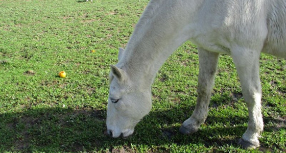 [FOTO]Eindelijk zon, paardentehuis in Portugal