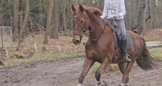 Draf- en Renbaan Duindigt: Galoptraining met mijn geweldige Oma