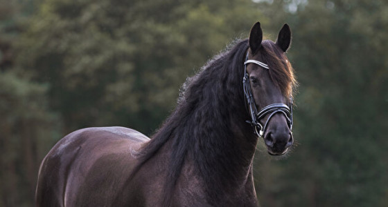 Een eigen veulentje fokken
