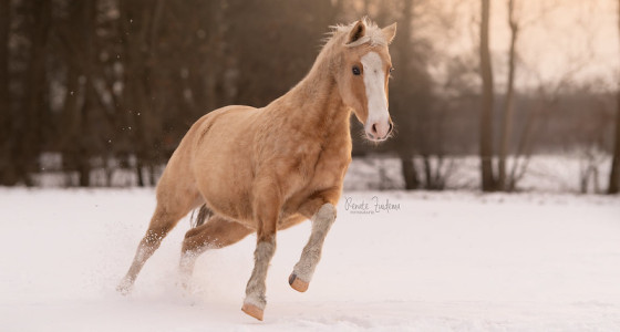 De 'Fantastic Four' in de sneeuw door Renate Zuidema Fotografie
