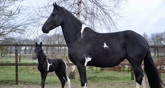 Welkom Rémy Jacob E!