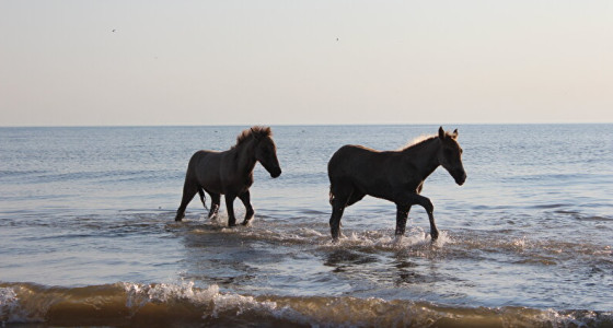 Bokker SeaSide fokt een droomkruising: Konik X Kigar Mustang