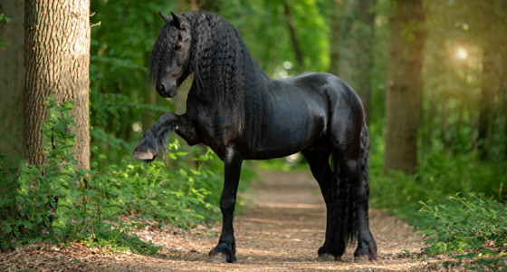 Joe's struggles in paardenparadijs: Fotoshoots