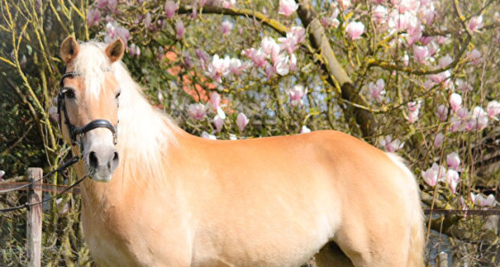 Muronia's meiden op hun mooist