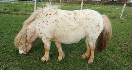 Volg de dracht van Eowyn, Arwen en Bella!