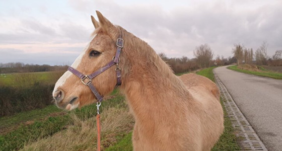 [USA] Fancy (38) is het oudste nog levende paard ter wereld