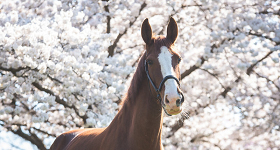 Red Head bij de bloesem