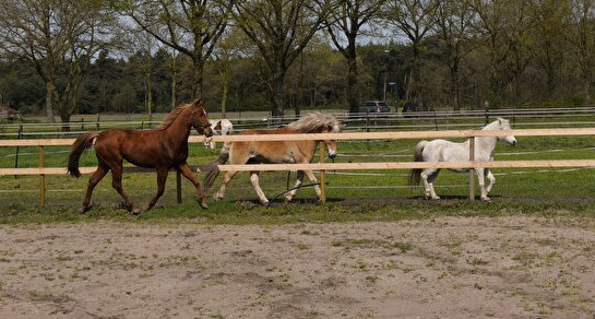 Mijn nieuwe paard Scooter