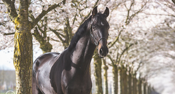 [FOTO] Drie paarden onder de bloesems